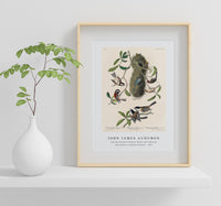 John James Audubon - Chesnut-backed Titmouse, Black-capt Titmouse and Chesnut-crowned Titmouse(1827)