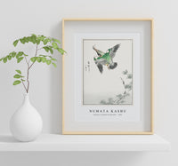 Numata Kashu - Japanese Common Kingfisher illustration from Pictorial Monograph of Birds (1885)