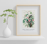 John James Audubon - Seaside Finch from Birds of America (1827)