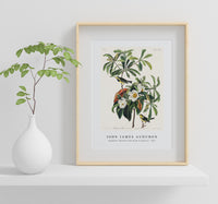 John James Audubon - Bachman's Warbler from Birds of America (1827)