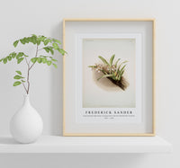 Frederick Sander - Cypripedium hybridum youngianum from Reichenbachia Orchids-1847-1920