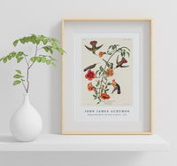 John James Audubon - Mango Hummingbird from Birds of America (1827)