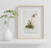 Frederick Sander - Cypripedium selligerum majus from Reichenbachia Orchids-1847-1920