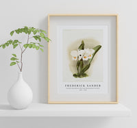 Frederick Sander - Cattleya schroederoe alba from Reichenbachia Orchids-1847-1920