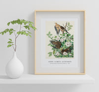 John James Audubon - Carolina Pigeon from Birds of America (1827)