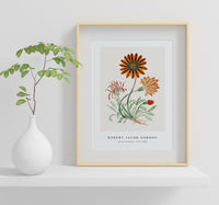 Robert Jacob Gordon-Gorteria diffusa (1777–1786)