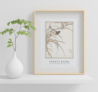 Numata Kashu - Japanese Grey Bunting and Rise Plant illustration from Pictorial Monograph of Birds (1885)