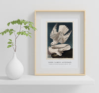 John James Audubon - Iceland or Jer Falcon from Birds of America (1827)