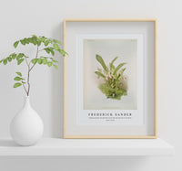 Frederick Sander - Zygopetalum wendlandi from Reichenbachia Orchids-1847-1920