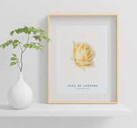 Paul de longpre - Study of a Rose (ca. 1898)