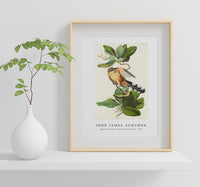 John James Audubon - Mangrove Cuckoo from Birds of America (1827)