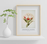 Frederick Sander - Cattleya trianaei schroederiana from Reichenbachia Orchids-1847-1920