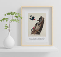 John James Audubon - Red-headed Woodpecker from Birds of America (1827)