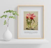 Frederick Sander - Cattleya (hybrida) hardyana from Reichenbachia Orchids-1847-1920