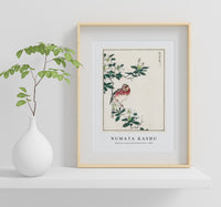 Numata Kashu - Japanese Long-tailed Rosefinch illustration from Pictorial Monograph of Birds (1885)