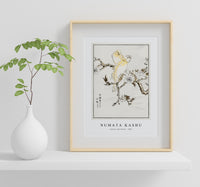 Numata Kashu - Canary and Peach illustration from Pictorial Monograph of Birds (1885)