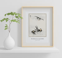 Numata Kashu - Swallow illustration from Pictorial Monograph of Birds (1885)