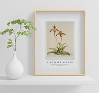 Frederick Sander - Cypripedium (hybridum) laucheanum-1847-1920