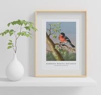 Barbara Regina Dietzsch - Goudvink (Eurasian Bullfinch)