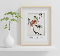 Numata Kashu - Crossbill illustration from Pictorial Monograph of Birds (1885)