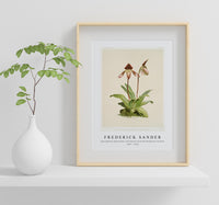 Frederick Sander - Cypripedium (hybridum) castleanum from Reichenbachia Orchids-1847-1920