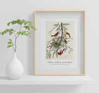 John James Audubon - Orchard Oriole from Birds of America (1827)