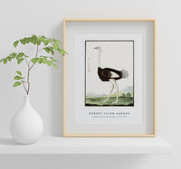 Robert Jacob Gordon - Struthio camelus Struisvogel (1777–1786)