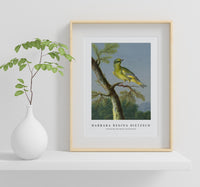 Barbara Regina Dietzsch - Groenling (European Greenfinch)