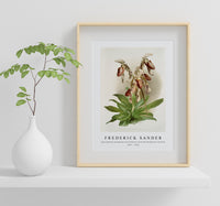 Frederick Sander - Cypripedium morganiæ burfordiense from Reichenbachia Orchids-1847-1920