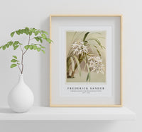 Frederick Sander - Cymbidium mastersi from Reichenbachia Orchids-1847-1920