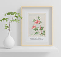 Megata Morikaga - Tsutsuji rhododendron Judicum (azalea) during 1870–1880