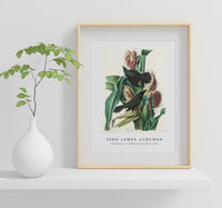 John James Audubon - Purple Grakle or Common Crow Blackbird from Birds of America (1827)