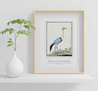 Robert Jacob Gordon - Grus carunculatus Bugeranus carunculatus wattled crane (1777–1786)