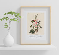 John James audubon - Columbian Humming Bird from Birds of America (1827)
