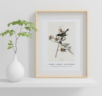 John James Audubon - Pewit Flycatcher from Birds of America (1827)