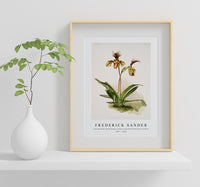 Frederick Sander - Cypripedium (hybridum) calypso from Reichenbachia Orchids-1847-1920