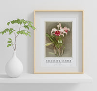 Frederick Sander - Cattleya (hybrida) arnoldiana from Reichenbachia Orchids-1847-1920