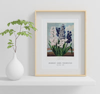 Robert John Thornton - Hyacinths from The Temple of Flora (1807)