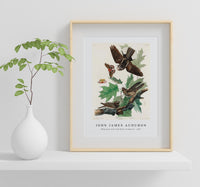 John James Audubon - Whip-poor-will from Birds of America (1827)