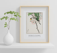 Numata Kashu - Japanese Masked Hawfinch and Silk Tree illustration from Pictorial Monograph of Birds (1885)