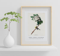 John James Audubon - Yellow-throated Vireo from Birds of America (1827)