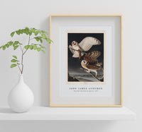 John James Audubon - Barn Owl from Birds of America (1827)