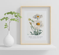 Mary Vaux Walcott - Matilija Poppy (Romneya coulteri) (1931)