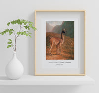 Jacques Laurent Agasse - Guanaco (ca. 1848)