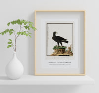 Robert Jacob Gordon - Aquila verreauxii Verreaux's eagle (1777–1786)