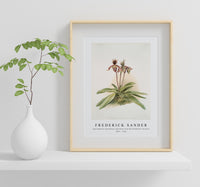 Frederick Sander - Cypripedium oenanthum superbum from Reichenbachia Orchids-1847-1920