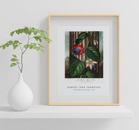 Robert John Thornton - The Winged Passion-Flower from The Temple of Flora (1807)