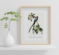 John James Audubon - Fork-tailed Flycatcher from Birds of America (1827)