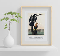 John James Audubon - Black-bellied Darter from Birds of America (1827)