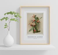 Frederick Sander - Cypripedium lemoinierianum from Reichenbachia Orchids-1847-1920